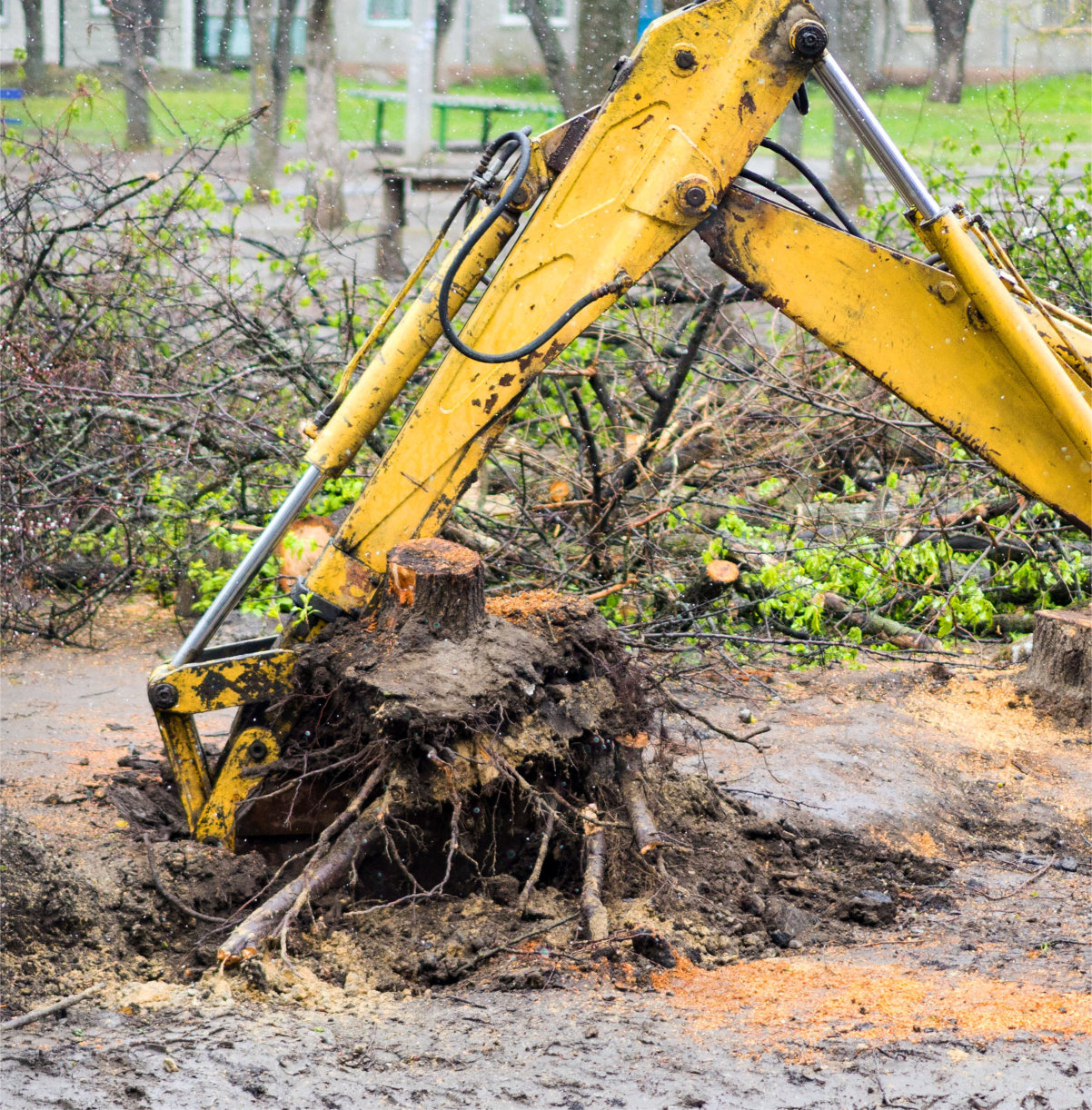 Uprooted,Tree,From,The,Ground,,Uprooting,The,Stumps,,Tree,Removal